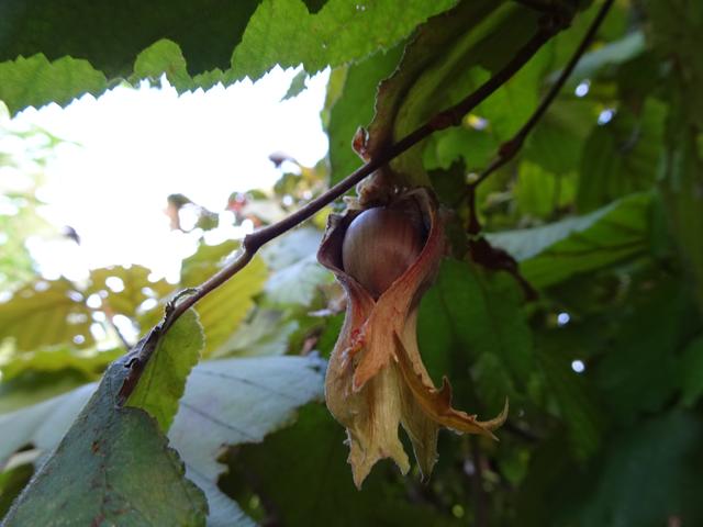 Frucht - Haselnuss am 08.09.2019 ... | Foto: S.Plischek