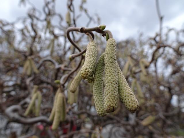 Die männlichen Blütenstände am 02.02.2019 ... | Foto: S.Plischek