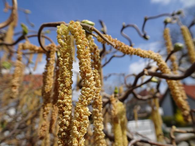 29.03.2019 ... die verblühten Haselnusskätzchen ... | Foto: S.Plischek
