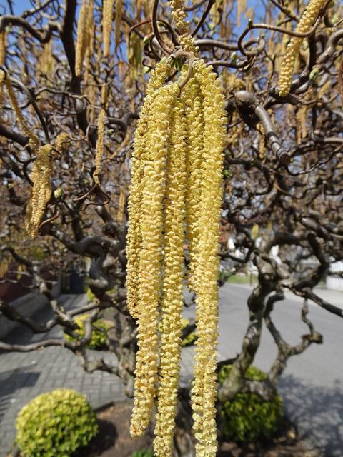 Am 29.03.2019 sind sie bereits am Verblühen! ... | Foto: S.Plischek