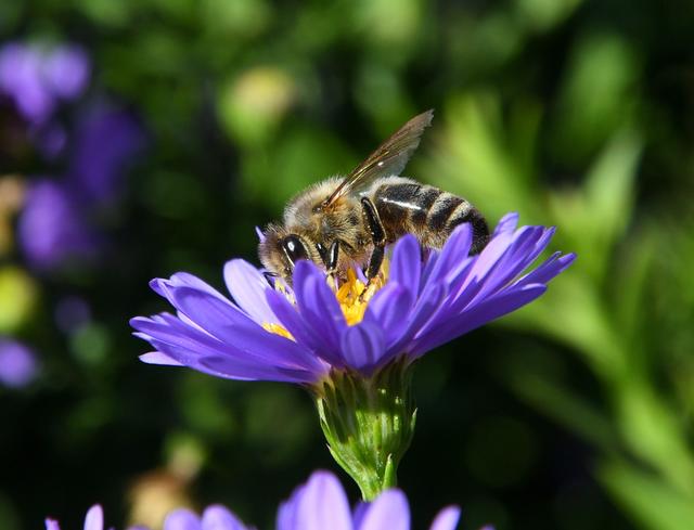 von den Bienen besonders geschätzt, die Herbstaster