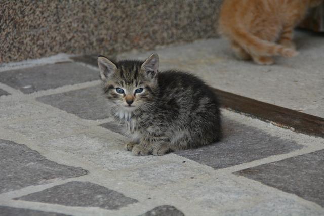 Dieses süße Kätzchen treibt sich bei Meistermaler Andreas Lengauer in Gresten herum. | Foto: Roland Mayr