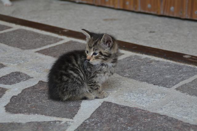 Dieses süße Kätzchen treibt sich bei Meistermaler Andreas Lengauer in Gresten herum. | Foto: Roland Mayr