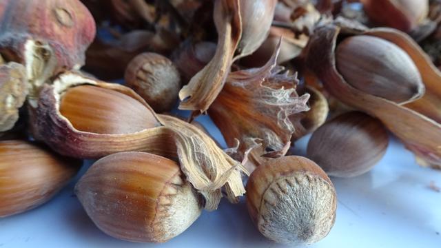 Gusto auf Haselnüsse gekriegt? ... Bitte sehr! ... :-))) | Foto: S.Plischek