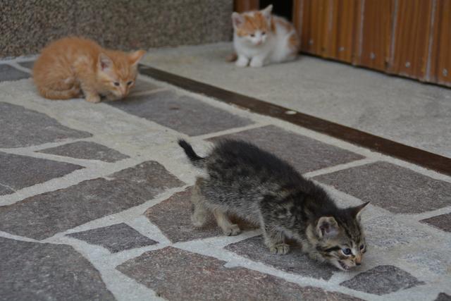 Diese süßen Kätzchen treiben sich bei Meistermaler Andreas Lengauer in Gresten herum. | Foto: Roland Mayr