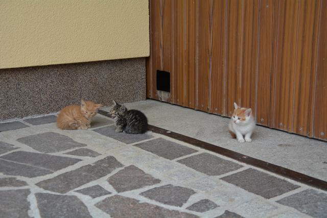 Diese süßen Kätzchen treiben sich bei Meistermaler Andreas Lengauer in Gresten herum. | Foto: Roland Mayr