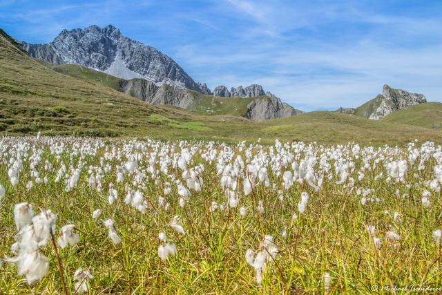 Wiese am weg zum Kaiserjochhaus | Foto: Michael Tschiderer