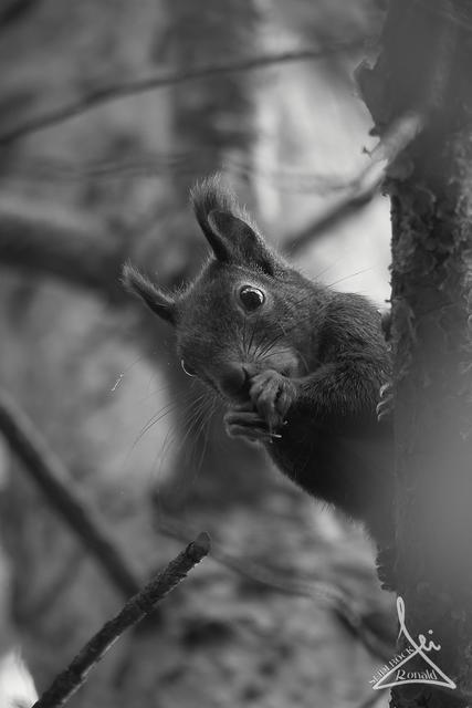 Kuckuck  | Foto: Ronald Seidlböck