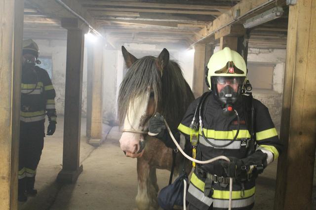 Die Freiwilligen Feuerwehren Leoben-Stadt und Leoben-Göß übten im Groß-Gößgraben eine Pferderettung. | Foto: OLM d.V. Demmerer (Leoben-Stadt) und LM d.V. M. Mang (Leoben-Göß)