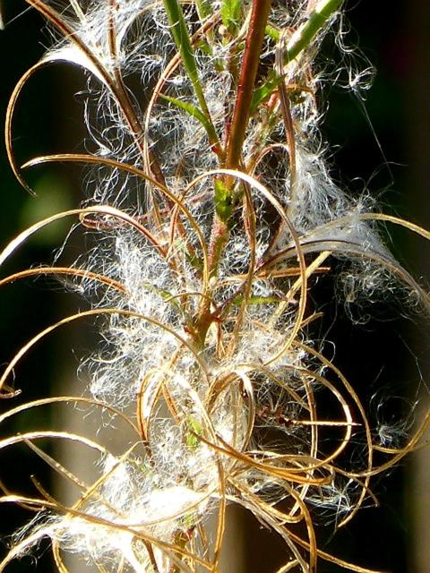 Wunderwelt – Gespinst und Flugsamen einer Wasserpflanzen im Moor | Foto: Franz Reiter
