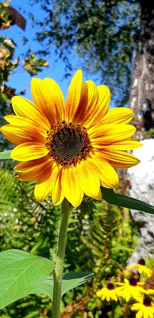 Herbstsonne | Foto: Franz Reiter