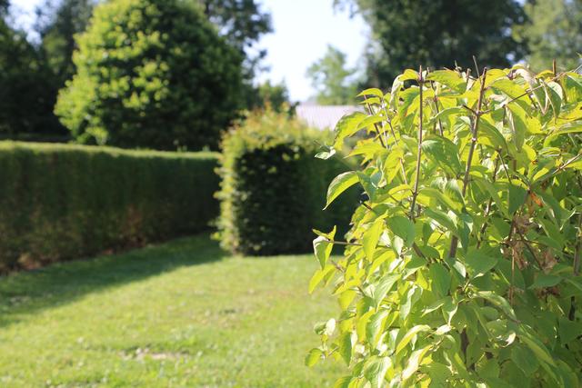 Seminar Hecken und Sträucher | Foto: Natur im Garten