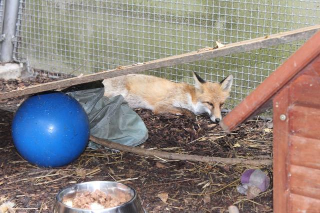 „Cap“, wie der junge Fuchsherr mittlerweile heißt, erholt sich rasch. | Foto: WTV