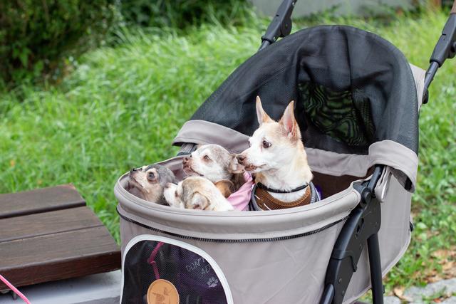 Diese Chihuahuas stammen aus Massenzuchten und Tötungsstationen aus aller Welt. | Foto: Patrick Bugno/Bugno Pictures
