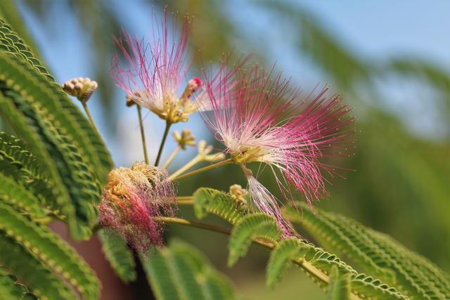 Blüten des Schlaf-bzw. Seidenbaumes. Ein liebes Danke an Heinrich für die Bestimmung.