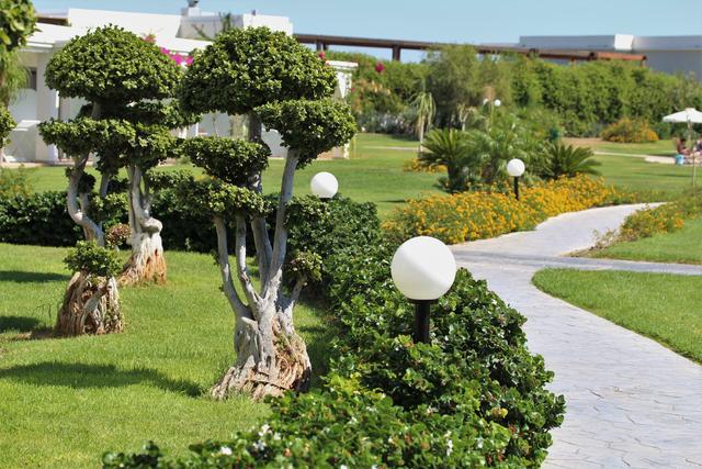 Bonsai-Bäume in unserer Anlage.