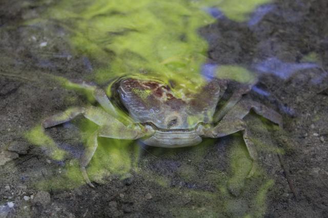 Krebs im Schmetterlingstal entdeckt.