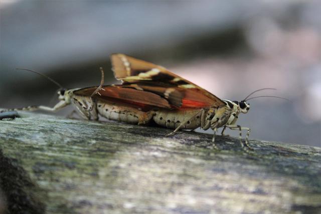 Das *Russische Bär* Schmetterlings-Pärchen lässt sich nicht stören 