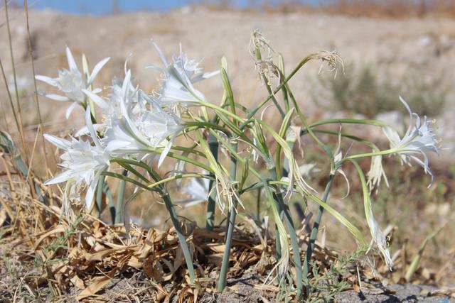 Weil ich so hübsch finde, die Dünen-Trichter-Narzissen.
