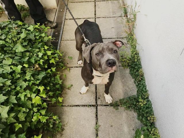 Der Listenhund Donna freut sich auf eine neue Familie. | Foto: Prosenbauer