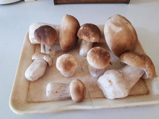 Herrlicher Fund: Ganz frische Steinpilze aus dem Wienerwald! | Foto: Steidl