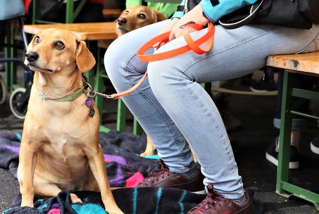 Hunde dürfen gerne mitgenommen werden.