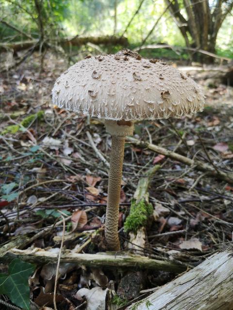 „Die ausgeprägtesten Merkmale des Parasols sind der braun genatterte Stiel, die Flocken auf dem Hut und der verschiebbare Ring." | Foto: Mitterbauer