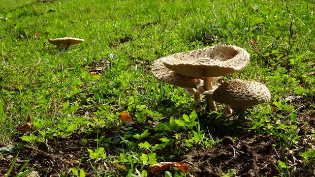 Titelbild: Pilze im Herbst ...