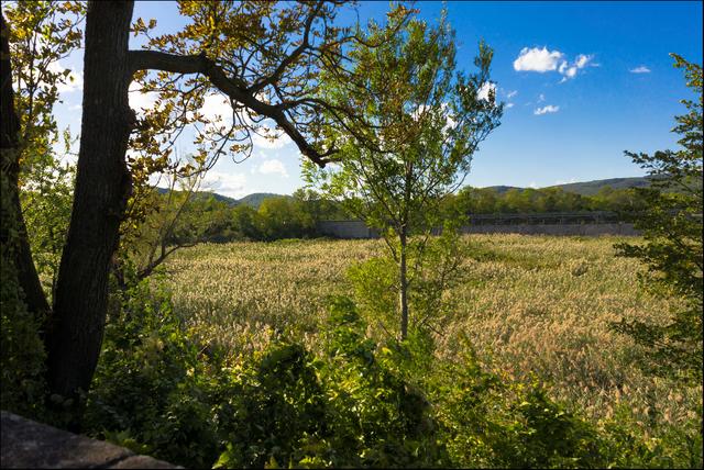 Schilf so weit das Auge reicht und mitten drin ein junger Baum :). | Foto: ©Sylvia S., Aus meiner Reihe "Wiens Grünoasen"