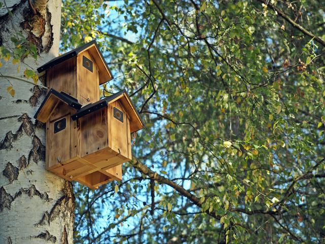 Den Traum vom eigenen Haus haben auch Vögel.
