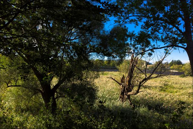 Wie vom Blitz getroffen - aber auch er läßt sich nicht unterkriegen.  | Foto: ©Sylvia S., Aus meiner Reihe "Wiens Grünoasen"