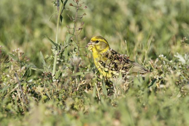 Vom Aussterben bedroht: Der Girlitz. | Foto: Dvorak