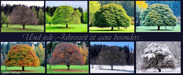 Yvonne Klingler aus Westendorf hat diese Buche ein Jahr lang fotografisch begleitet. | Foto: Yvonne Klingler