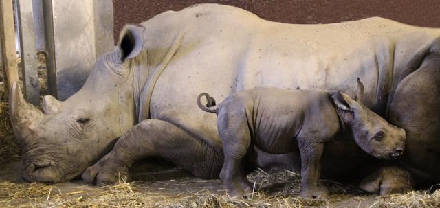 Der Jungbulle ist die große Attraktion im Zoo Schmiding. | Foto: Zoo Schmiding