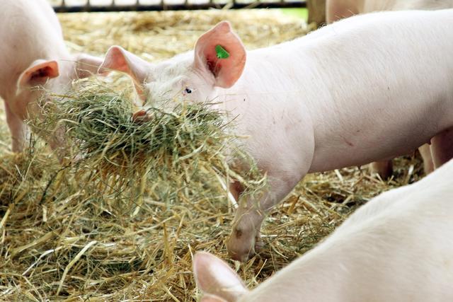 Die Schweine werden in den regionalen „Hofkultur“-Betrieben in großzügigen Ställen auf Stroh gehalten.