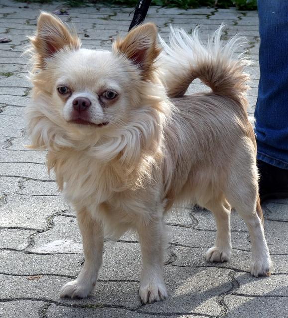 Harley: Chihuahua, 9 Monate alt, männlich kastriert. Kleiner, lustiger Mann sucht ein Zuhause, wo er nicht nur getragen wird, da er sich gerne bewegt.