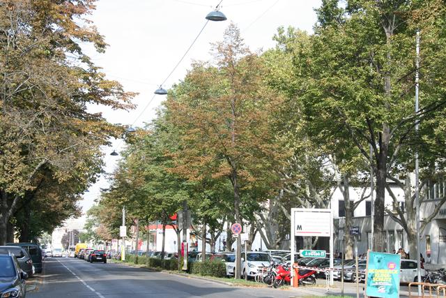 Die Allee auf der Längenfeldgasse.