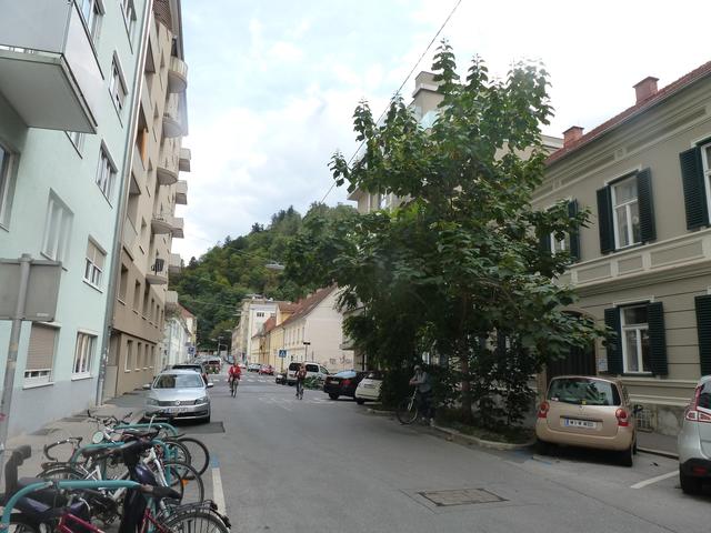 2 illegale Bäume auf Höhe Laimburgergasse 19, die durch Mutter Natur plötzlich da waren, und sich seither prächtig entwickeln.