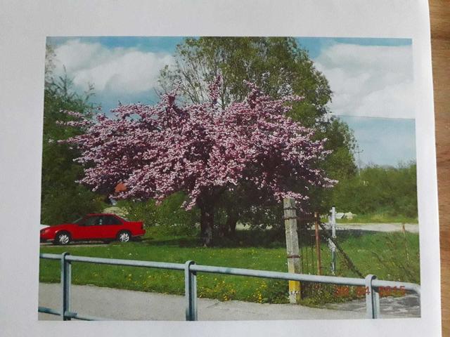 Der Zierkirschenbaum, der sich in der Mitte des künftigen Parkplatzes befindet, darf stehenbleiben.