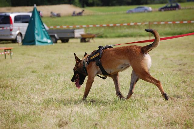 (Symbolbild!) Suchhund der Rettungshundebrigade-Kärnten fand den Mann