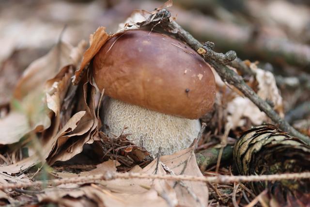 Mein Lieblingspilz, Steinpilze die ich leider fast NIE FINDE..Das ist der Kiefern-Steinpilz