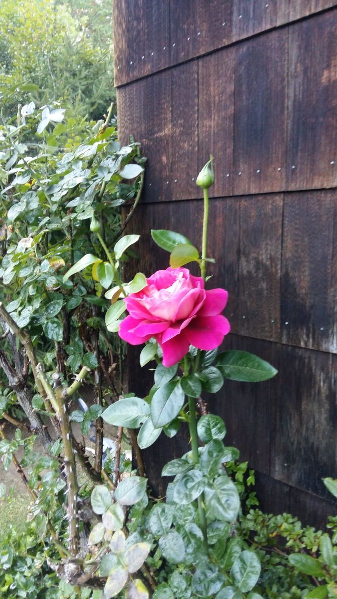 Get Vergaenglichkeit des lebens Free Vergaenglichkeit Des Lebens