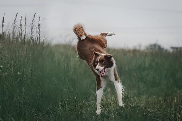 Jawohl, eine Hundeauslaufzone - da können sich die Vierbeiner austoben.