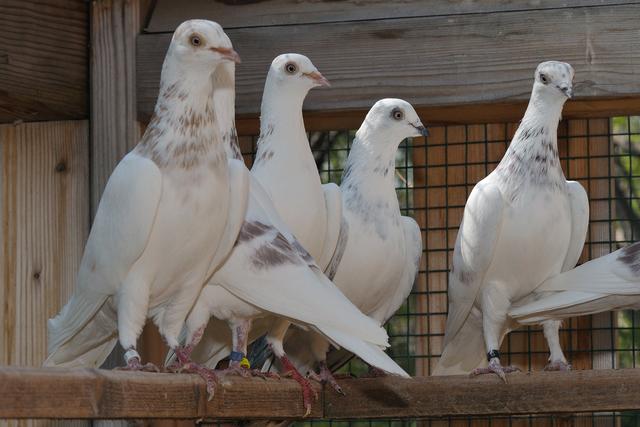 Im Tiergarten Schönbrunn kann man Hochflugtauben und ihre Flüge erleben. | Foto: Norbert Potensky
