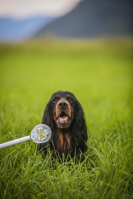 Test vorbei, ein Abschlussfoto, Hund kann wieder Hund sein. Offenbar zufrieden, vor allem aber gesund!