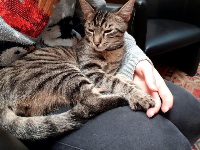 Diese junge Katze will nach Hause. Sie wartet im Secondeum auf ihre Besitzer.