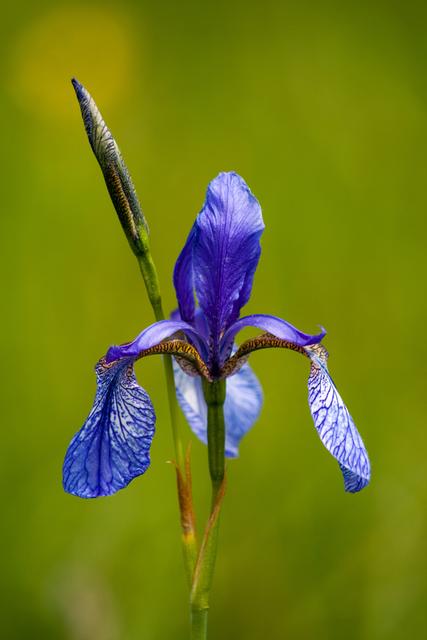 Bild 351: "Iris" - 37 Punkte | Foto: © by David Strolz