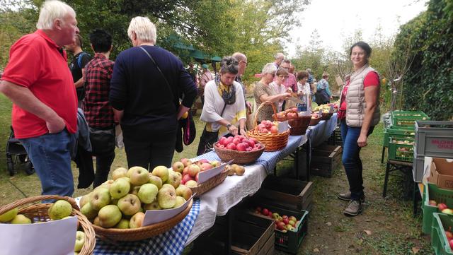 Vom 25. bis 27. Oktober kann man sich auf Burg Forchtenstein durch annähernd 100 alte Apfelsorten durchkosten. | Foto: Wieseninitiative