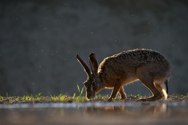 Bild 716: "back light bunny" von Landesmeisterin - 39 Punkte | Foto: © by Mag. Ing. Martina Matuella