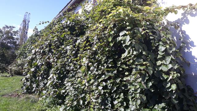 Erntezeit Die Kiwis sind reif Leibnitz
